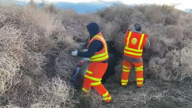 “风滚草大军”入侵美国州际公路，道路封闭多辆车被埋