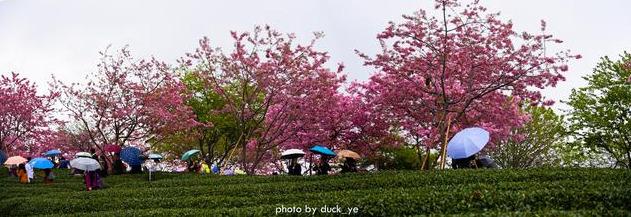 在家云旅游：中国最美赏樱胜地，藏在福建小山村，种植10万株樱花