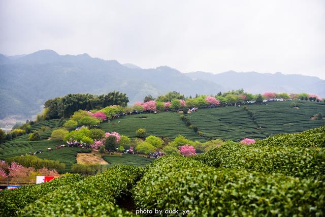 在家云旅游：中国最美赏樱胜地，藏在福建小山村，种植10万株樱花