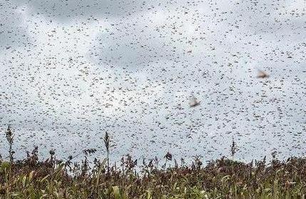 英国刮狂风、澳洲发洪水、非洲闹蝗灾，2020年：我太难了