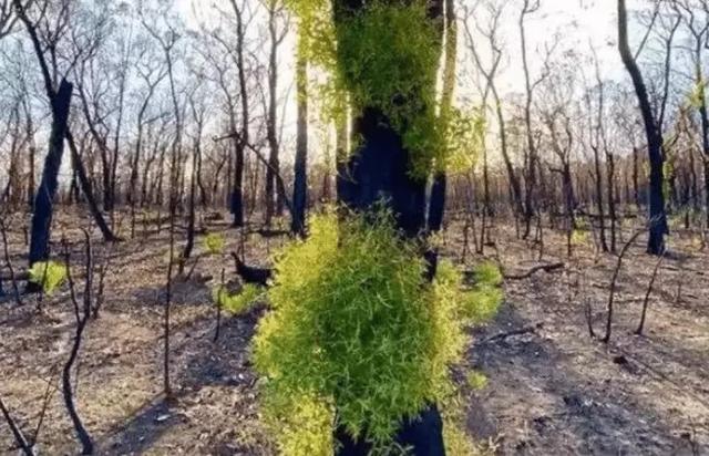 澳大利亚植被开始复苏，然而科学家认为：这才是悲剧的开始！