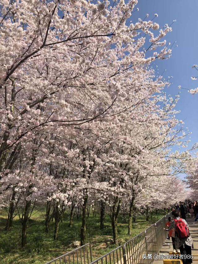 相约今春3月到贵州看樱花，能否成行