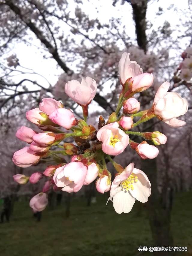 相约今春3月到贵州看樱花，能否成行