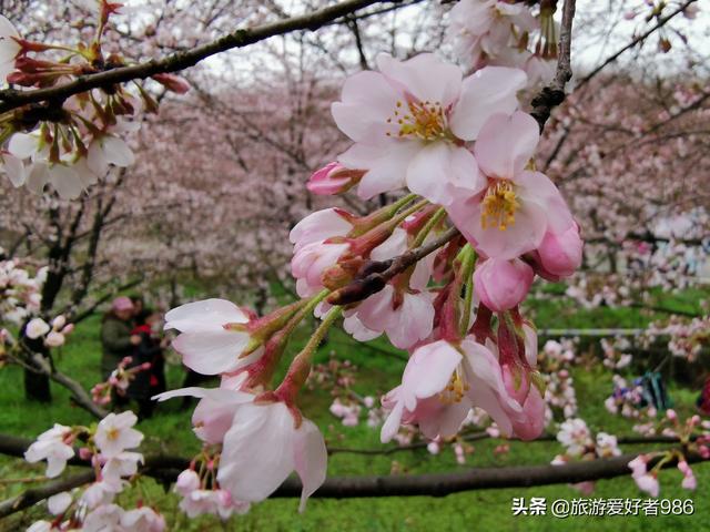 相约今春3月到贵州看樱花，能否成行