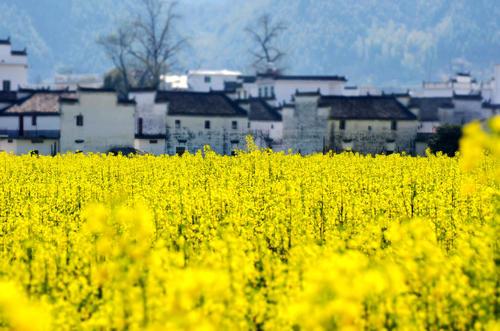 “油菜花开满地黄，丛间蝶舞蜜蜂忙”，细数中国最佳油菜花欣赏地