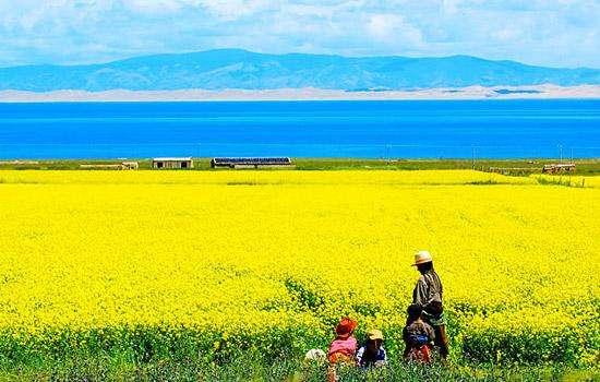 “油菜花开满地黄，丛间蝶舞蜜蜂忙”，细数中国最佳油菜花欣赏地