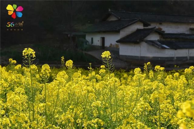 它是四川唯一的县级国家历史文化名城，人来人往，却鲜有游客