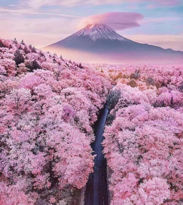 日本富士山小众打卡，领略最美樱花季！搭配温泉简直不要太舒服