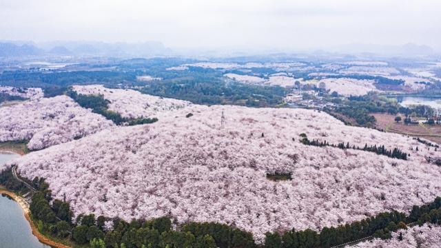 樱花漫山遍野，这里却不接待游客 在线赏花，莫让好山好水好寂寞