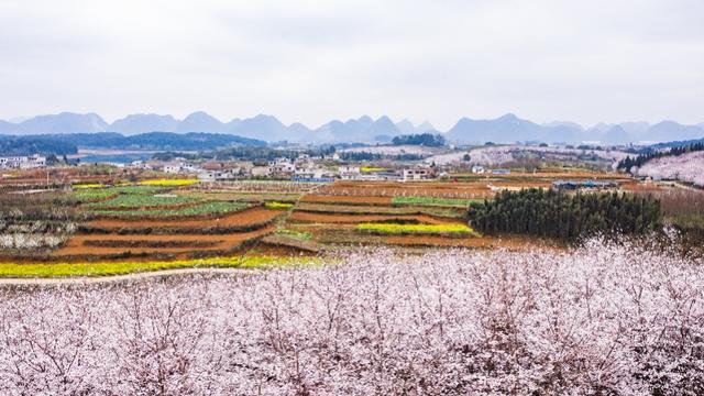 樱花漫山遍野，这里却不接待游客 在线赏花，莫让好山好水好寂寞