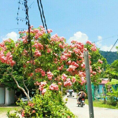 你知道“亚洲版大溪地”是刁曼岛吗，你知道刁曼岛在哪里吗？