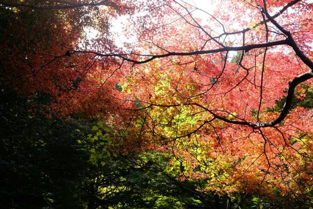 有马温泉的隐藏打卡地：一碗“山川异域，风月同天”的关东煮