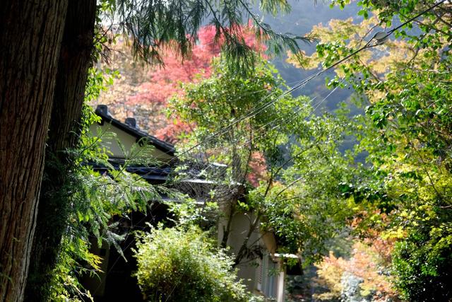 有马温泉的隐藏打卡地：一碗“山川异域，风月同天”的关东煮