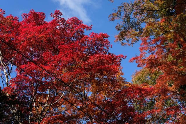 有马温泉的隐藏打卡地：一碗“山川异域，风月同天”的关东煮