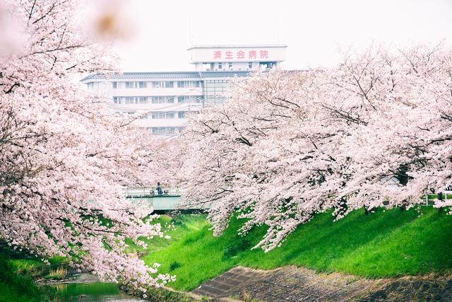 漫步在粉色的花海，你知道和不知道的关西拍樱好去处