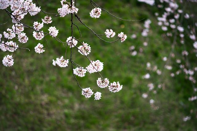 漫步在粉色的花海，你知道和不知道的关西拍樱好去处