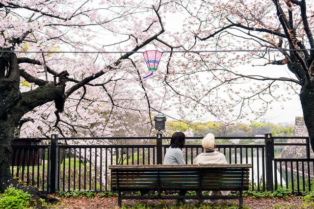 漫步在粉色的花海，你知道和不知道的关西拍樱好去处