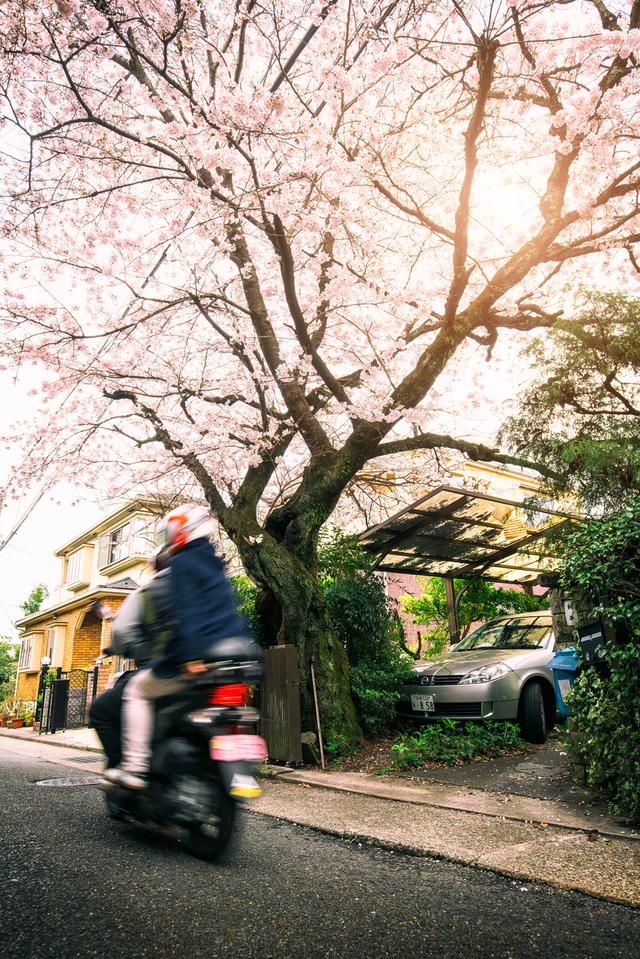 漫步在粉色的花海，你知道和不知道的关西拍樱好去处