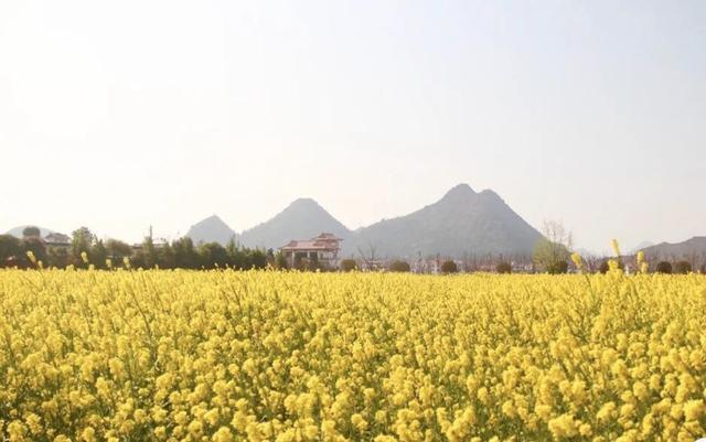 踏春赏花去！盘点婺源之外的小众油菜花田，说不定就在你家跟前