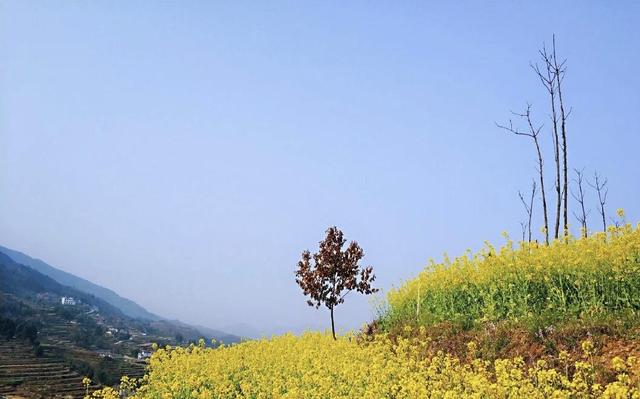 踏春赏花去！盘点婺源之外的小众油菜花田，说不定就在你家跟前