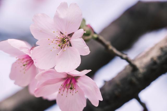 赏花季，北京这个樱花盛放的公园，吸引游客无数