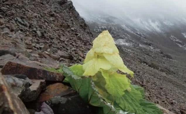 “西藏大白菜”成一景，却没人敢采摘，游客：摘了有大麻烦