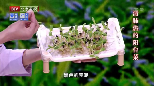 萝卜、白菜靠边站，这3种苗菜最近要常吃！清热润肺又通便