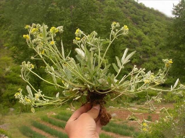 农村的一种野草，农民叶子是拿来吃，但他们不知道根才是珍贵的