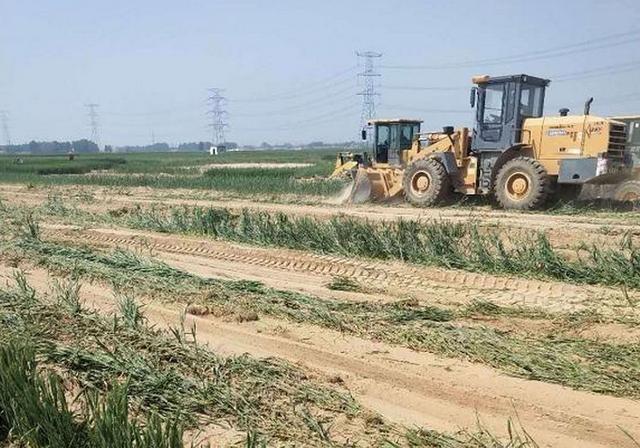 河北省邯郸市大名县西付集乡杨现村，即将收获的的麦地被铲车夷为平地。受访者供图