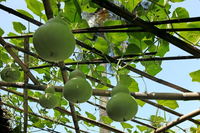 高血压以生活调理为主、药物为辅，6个降压食疗方，助你管好血压