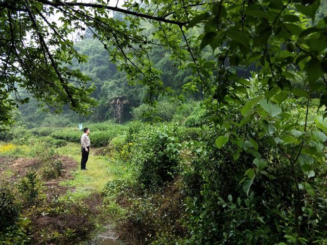 武夷山当地特色的历史文化