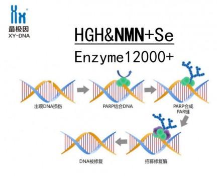 解析NMN升级版：NMN+带来的健康逆龄奇迹！