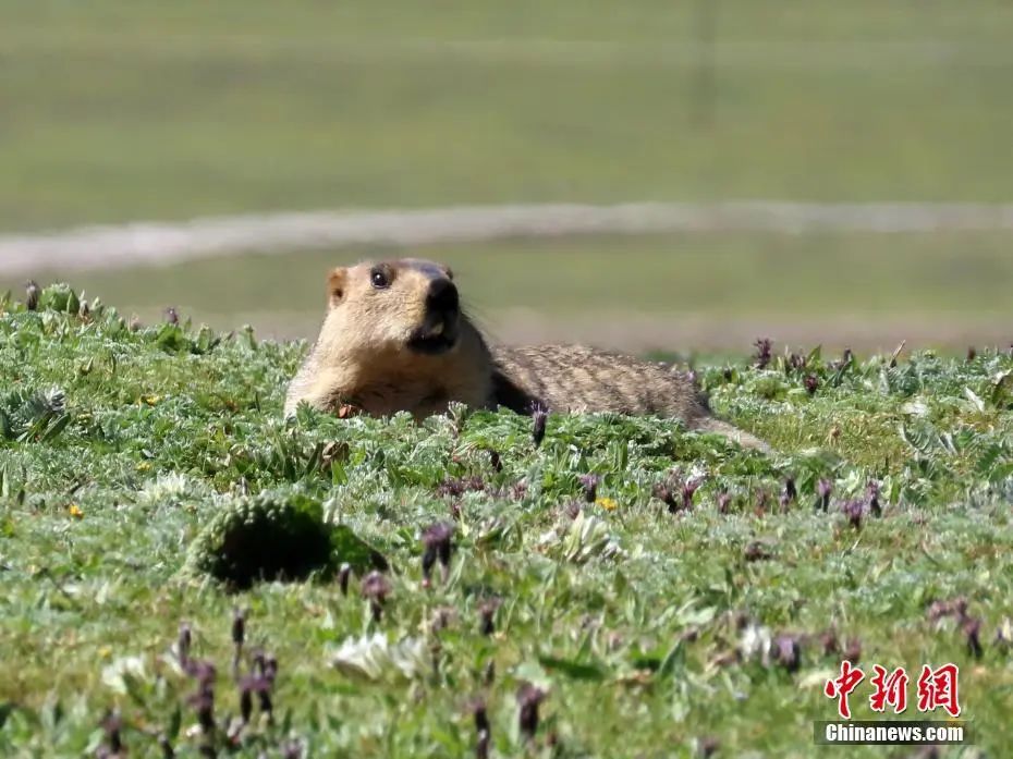 旱獭。刘春宏 摄