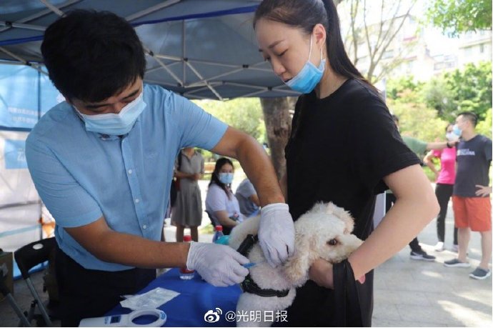 深圳全面启动犬只芯片注射 10月起未植入芯片将被视为无证养犬