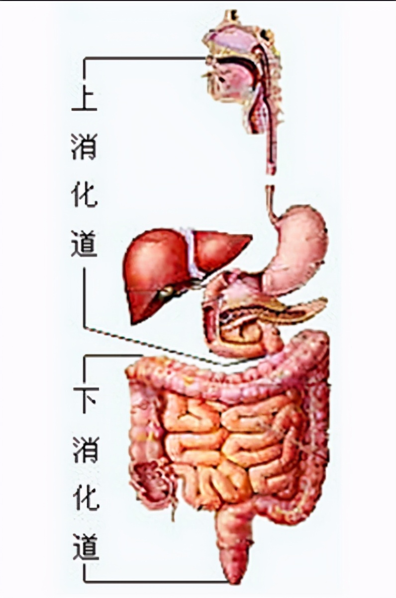 吃动物血后拉黑便，是身体有问题还是能清肺？