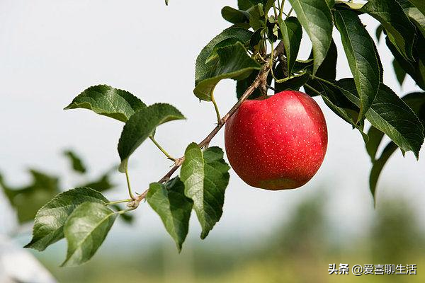 冬季女性适合吃什么水果？建议多吃这4种水果，营养丰富价廉物美