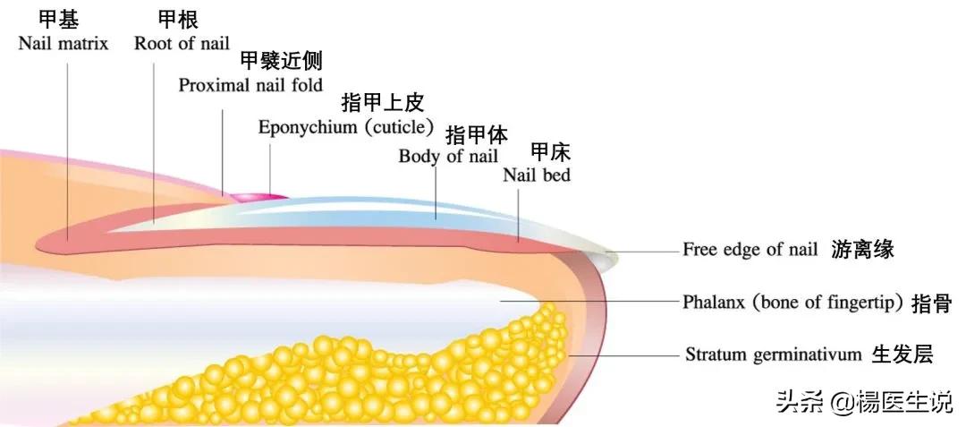 指甲上的“月牙”越多越健康？真的是这样吗？一次性说清楚！