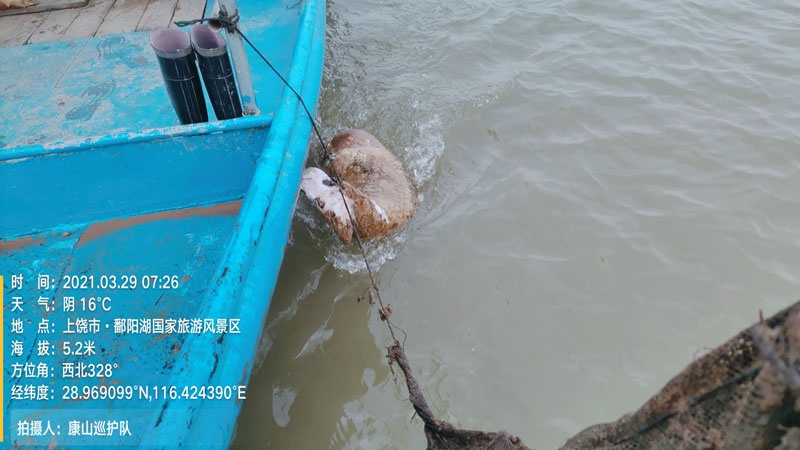 江西鄱阳湖余干县康山水域发现死亡的江豚（央广网发 志愿者供图）