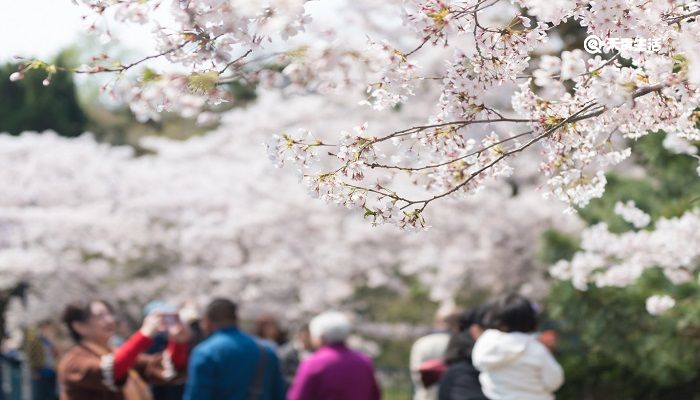 洛阳市春季赏花去哪里