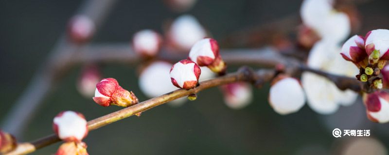 赣州市春季赏花去哪里