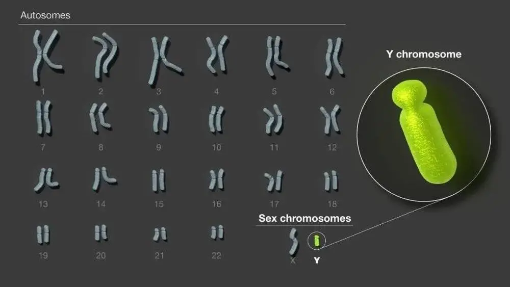 人类Y染色体是人类基因组中最后一条得到完整测序的染色体（图片来源：参考资料[3]；Credit：Darryl Leja， National Human Genome Research Institute）